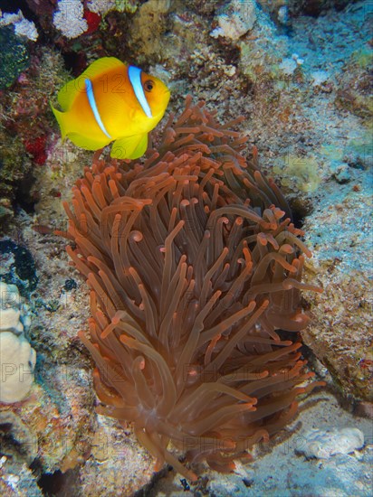 Fluorescent bubble-tip anemone