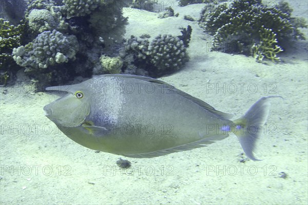 Bluespine unicornfish