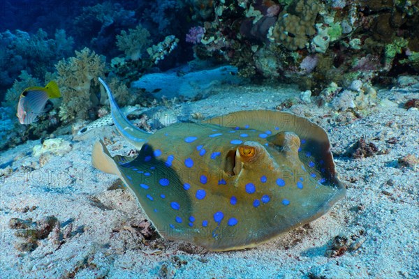 Bluespotted ribbontail ray