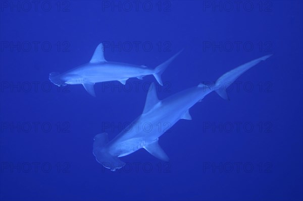 Two scalloped hammerheads