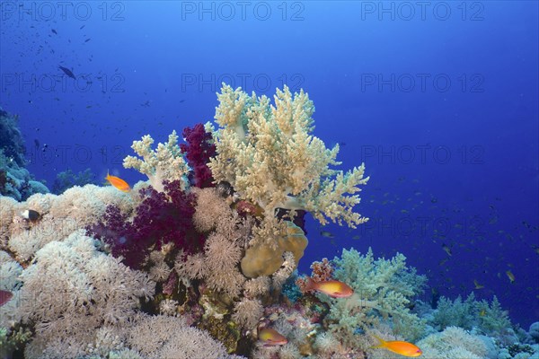 Broccoli tree and other soft corals