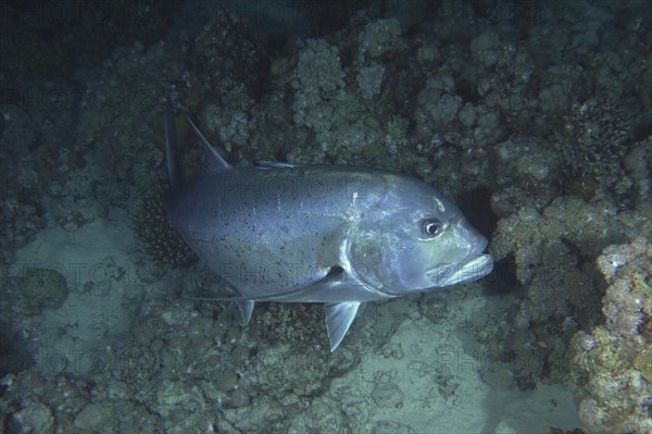 Giant trevally