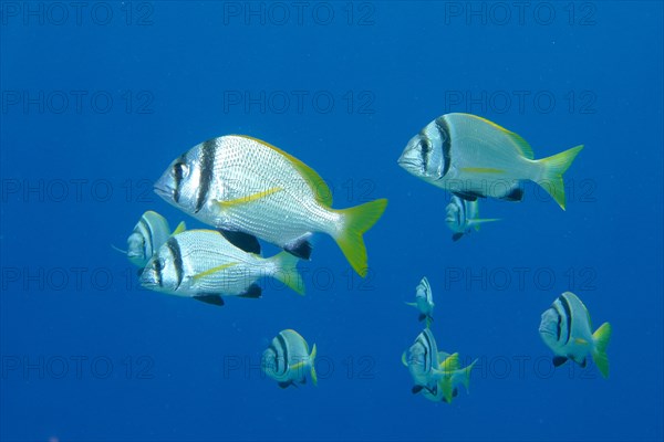 Shoal