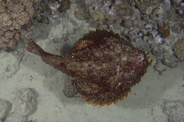 Reef stonefish