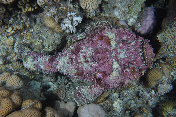 Reef stonefish