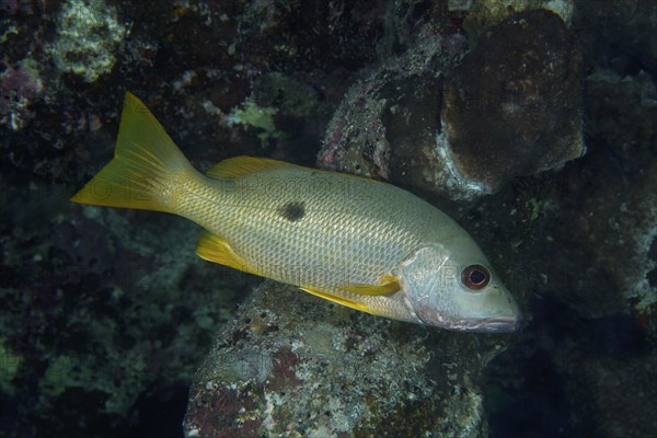 Ehrenbergs snapper