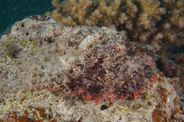 Tassled scorpionfish