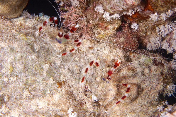 Two specimens of banded coral shrimp