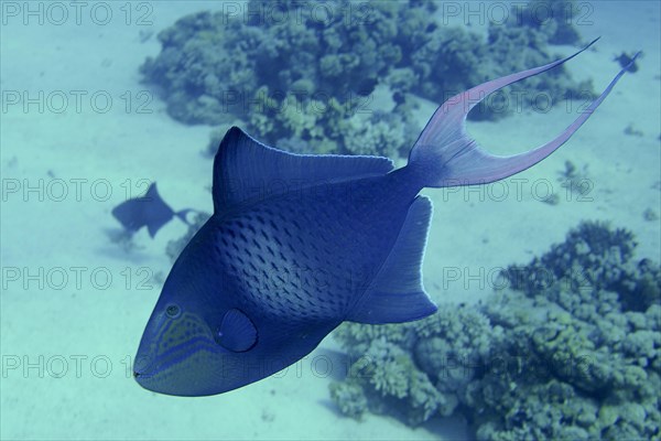 Redtoothed triggerfish