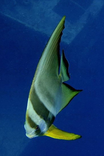 Juvenile roundhead batfish