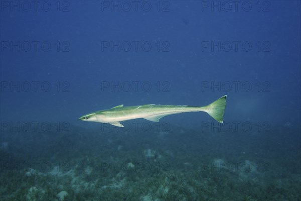 Free floating common remora