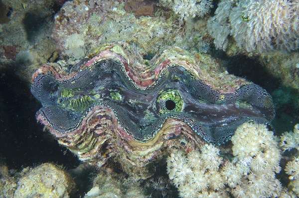 Fluted giant clam