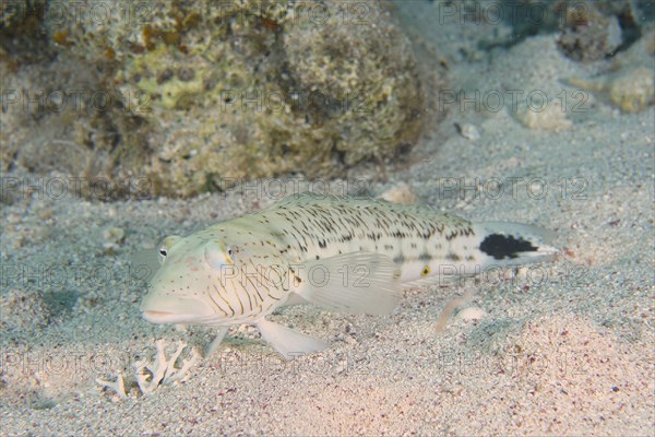 Speckled sandperch