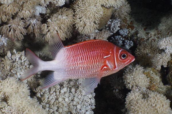 Silverspot squirrelfish