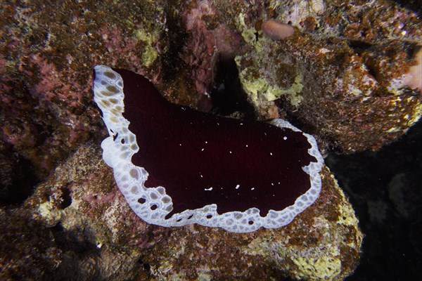 Large sofa cushion snail