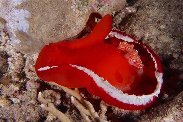 Spanish dancer