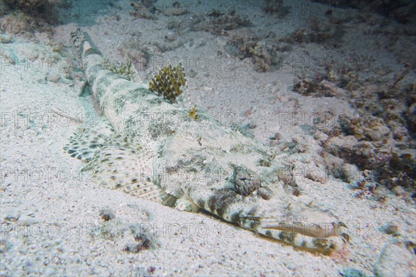 Tentacled flathead