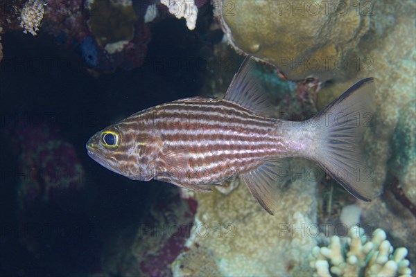 Largetoothed cardinalfish