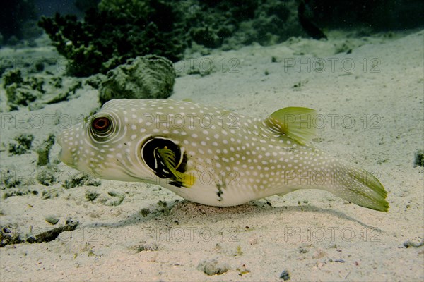 White-spotted puffer