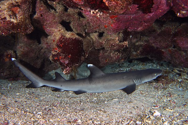 Whitetip reef shark