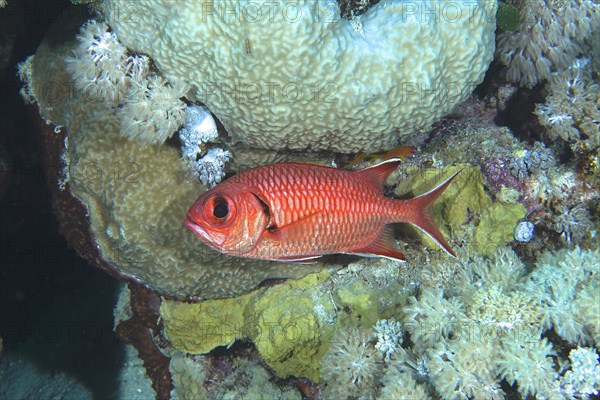 White fringed soldierfish