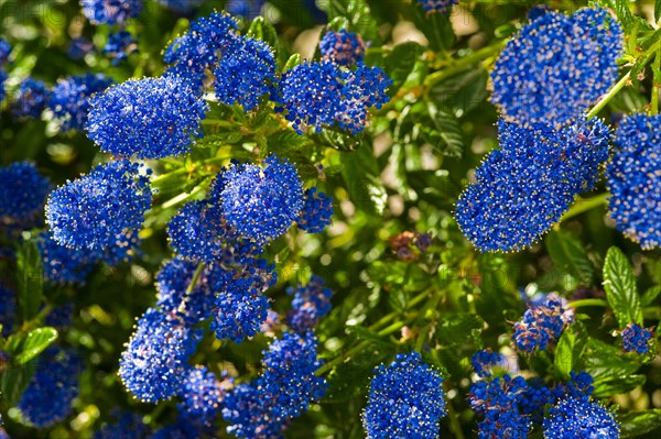 Ceanothus Concha