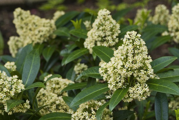 Skimmia x confusa