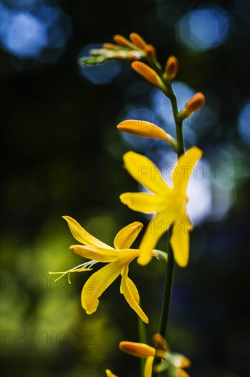 Crocosmia crocosmiiflora George Davison