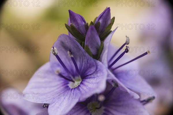 Veronica prostrata Spode Blue Prostrate speedwell