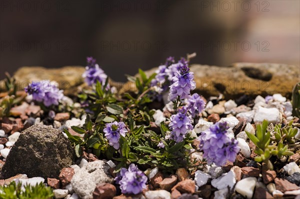 Veronica prostrata Spode Blue Prostrate speedwell