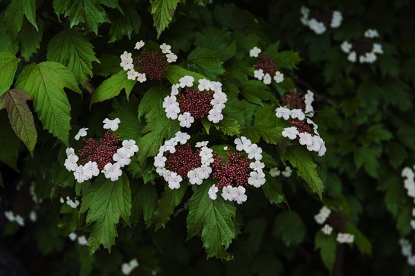 Viburnum Sargentii Onondaga