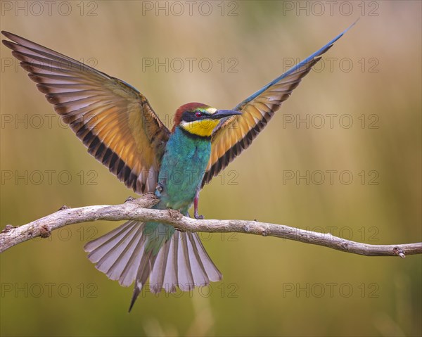 Bee-eater