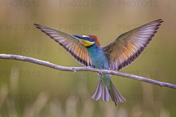 Bee-eater