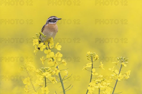 Whinchat