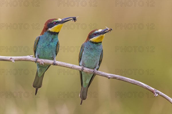 Bee-eater