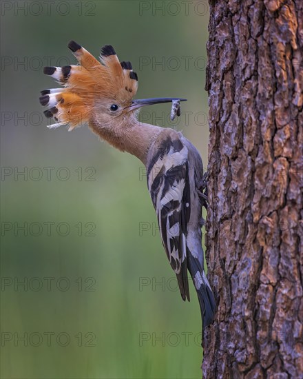 Hoopoe