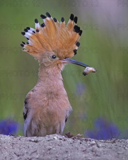 Hoopoe