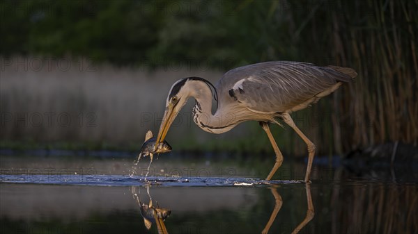 Grey heron