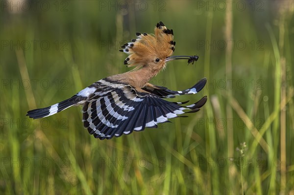 Hoopoe