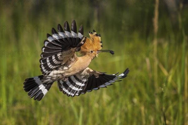 Hoopoe