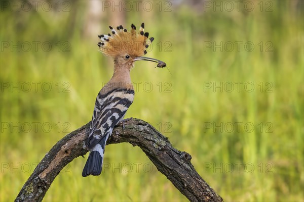 Hoopoe