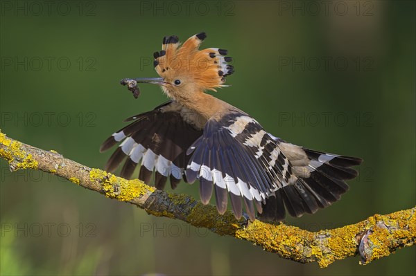 Hoopoe