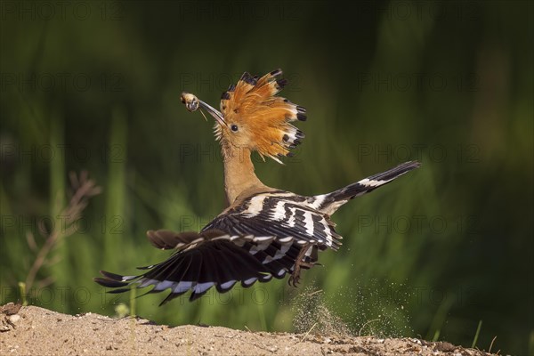 Hoopoe