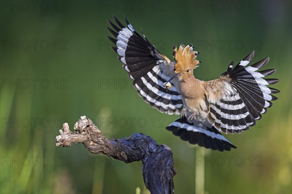 Hoopoe