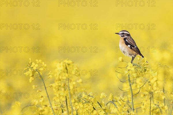 Whinchat