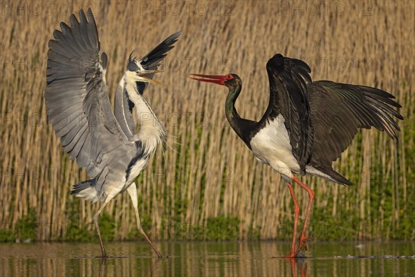 Grey heron