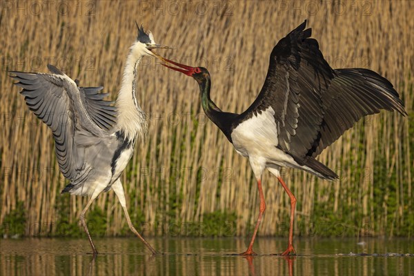 Grey heron