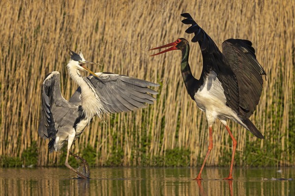 Grey heron