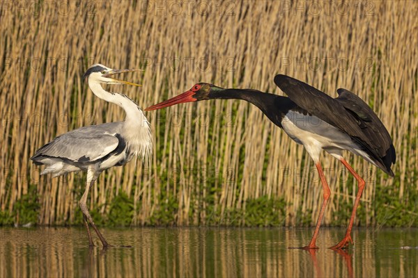 Grey heron