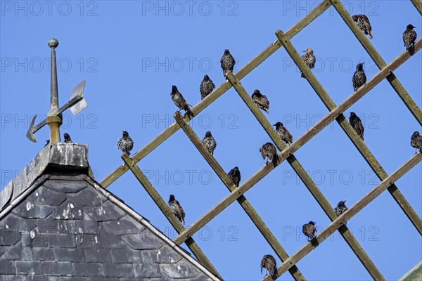 Common starlings